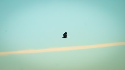 白天黑鸟飞过天空
